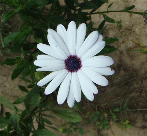 Dimorphotheca pluvialis
